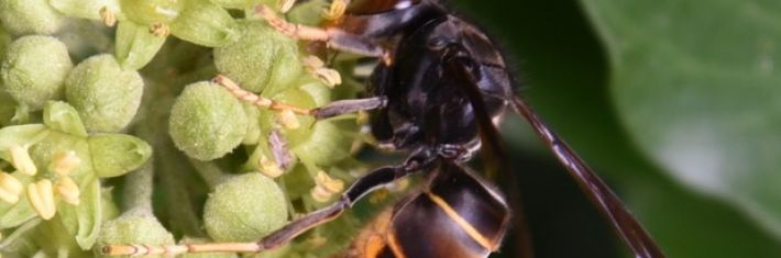 Invasie van Aziatische hoornaar niet te stoppen