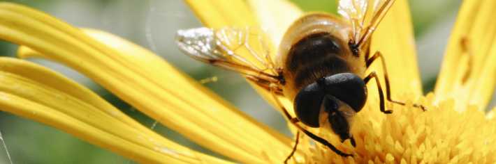 Wat is het verschil tussen wespen, bijen en hommels?