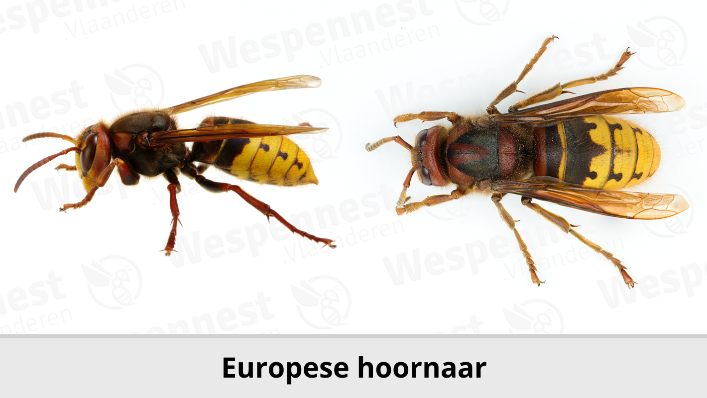 De Europese hoornaar of paardenwesp