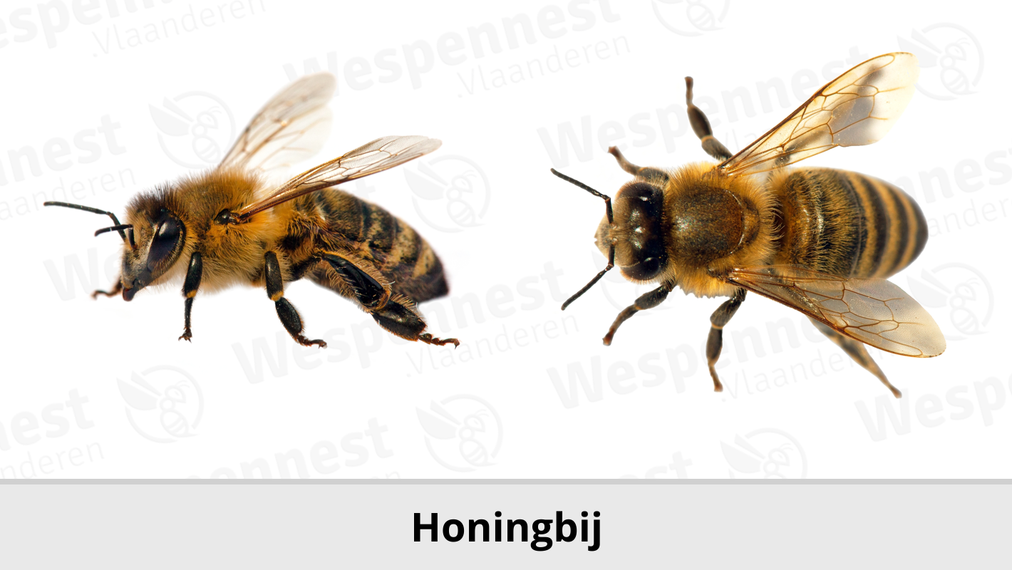 Honingbij