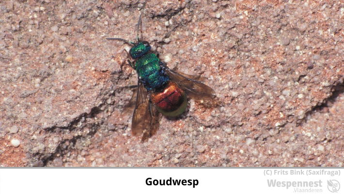 Goudwesp