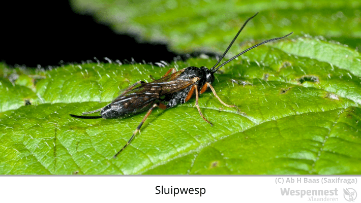 Sluipwesp