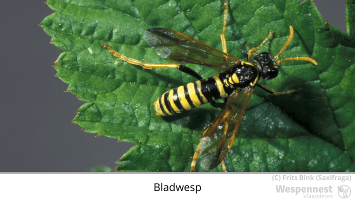 Bladwesp