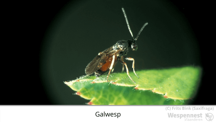 Galwesp