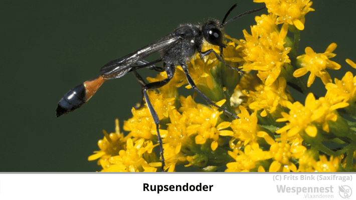 Rupsendoder