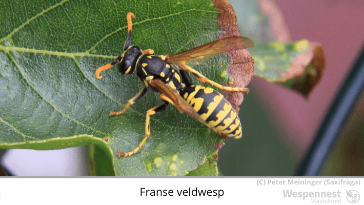 Franse veldwesp