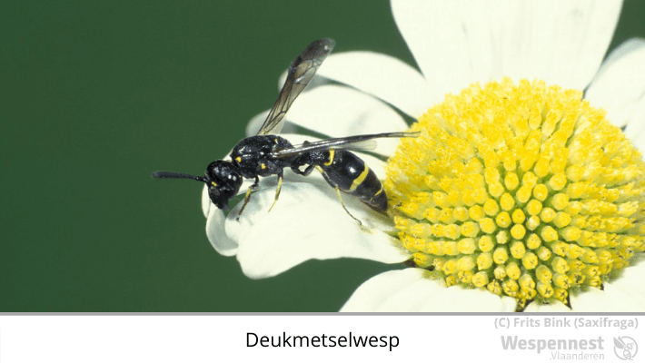 Deukmetselwesp