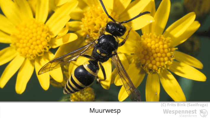 Muurwesp