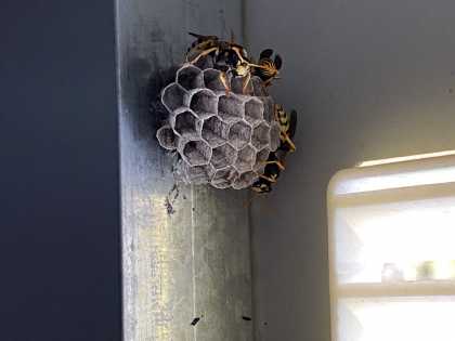 Een beginnend wespennest herkennen